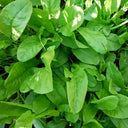 Broad Leaf Sorrel, 1000 Seeds