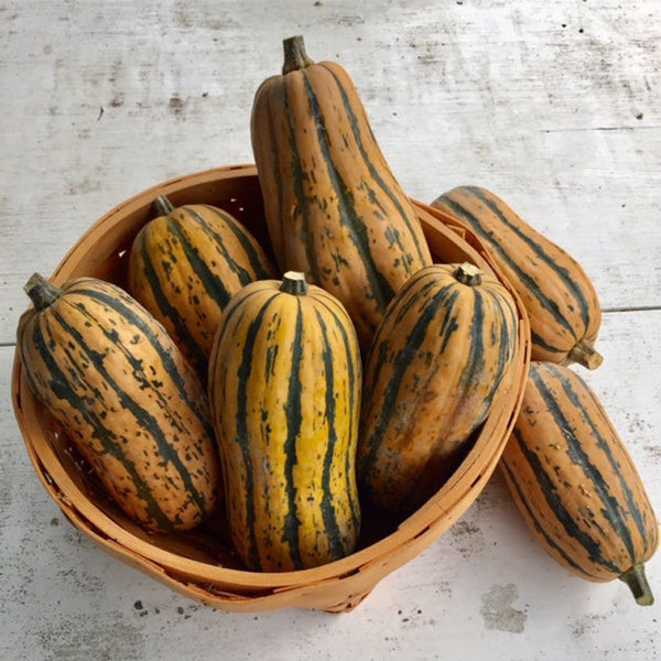 Honey Boat Squash, 5-10 Seeds