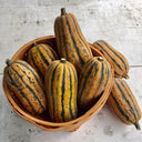 Honey Boat Squash, 5-10 Seeds