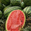 'Idler King' Watermelon Seeds