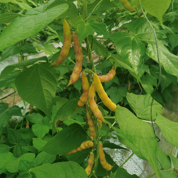 Dayu Red Golden Hook Snap Bean Seeds, 20g