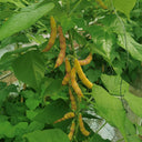 Dayu Red Golden Hook Snap Bean Seeds, 20g