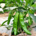 Zhangshugang Chili Pepper Seeds, 30 Seeds