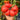 696 Russian Bogatyr Tomato, 5 Seeds