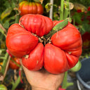 696 Russian Bogatyr Tomato, 5 Seeds
