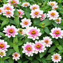 W1343 Zahara Starlight Rose Zinnia, 100 Seeds