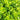 Italian Slow-Bolt Lettuce Seeds, 10g