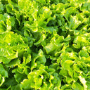Italian Slow-Bolt Lettuce Seeds, 10g