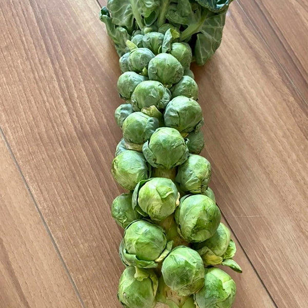 Brussels Sprouts Seeds, 50 Seeds