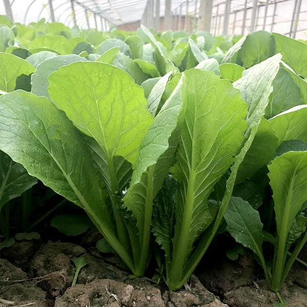 Emerald Green Baby Bok Choy Seeds, 5 × 10g Bags