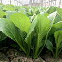 Emerald Green Baby Bok Choy Seeds, 5 × 10g Bags