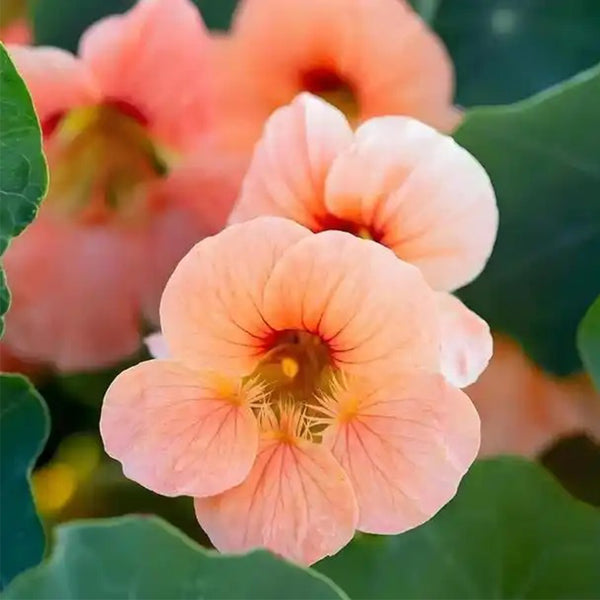 Peach Blossom' Nasturtium Seeds, 50 Seeds