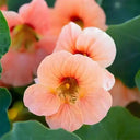 Peach Blossom' Nasturtium Seeds, 50 Seeds