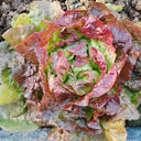 'Amethyst Cream' Lettuce Seeds, 2g