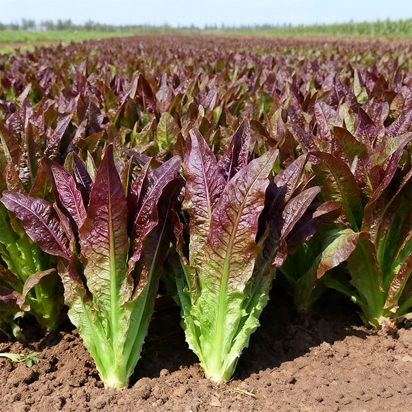Jiemei Red Leaf Lettuce, 2000 Seeds