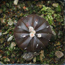 Astrophytum asterias 'Purple Skin', 2-3cm