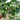 Hezhichun Mini Hand-twisted Gourd, 10 Seeds