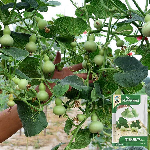 Hezhichun Mini Hand-twisted Gourd, 10 Seeds