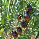 101 Blue Keyes Tomato, 5 Seeds