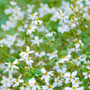 White-Flower Sandbur Seeds, 200 Seeds