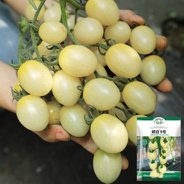 Yanbai No. 9 Cherry Tomato, 20 Seeds