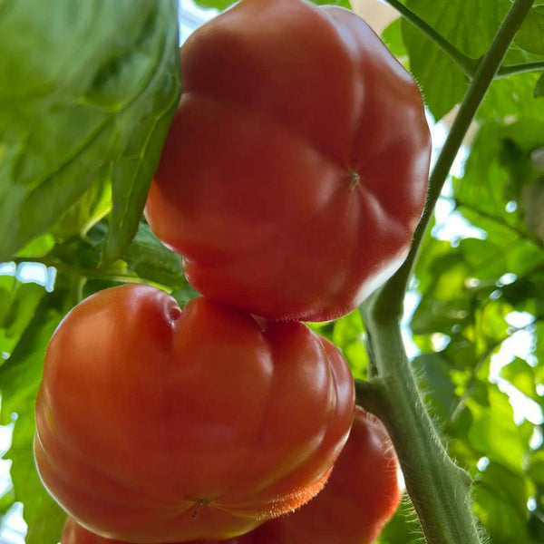 Giant Steak Tomato, 10 Seeds