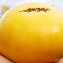 797 Golden Buddha Tomato, 5 Seeds