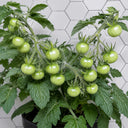 22 Délice de Neuilly Micro Dwarf Tomato, 5 Seeds