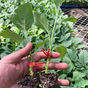 Tuolubamu Seeds, 5g