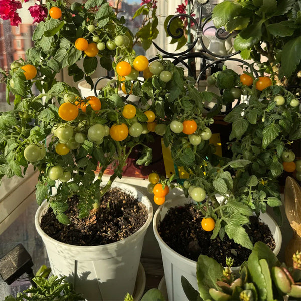 Dwarf Yellow Potted Cherry Tomato, 100 Seeds