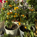 Dwarf Yellow Potted Cherry Tomato, 100 Seeds