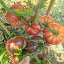 Cherokee Purple Tomato, 5 Seeds