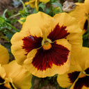 Super Bingo Series Blotched Yellow Pansy Seeds, 100 Seeds