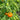 452 Dwarf Scarlet Heart Tomato, 5 Seeds