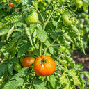 452 Dwarf Scarlet Heart Tomato, 5 Seeds