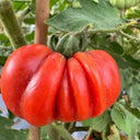 929 Sicilian Saucer Giant Tomato, 5 Seeds