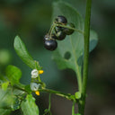 Black Nightshade, 500 Seeds