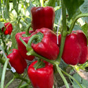 Red Bell Pepper Seeds, 20 Seeds