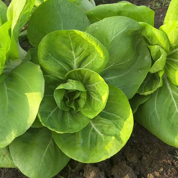 'Hefeng' Dwarf Bok Choy Seeds, 10g
