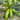 'Zaoqing No.1' Zucchini Seeds, 5g