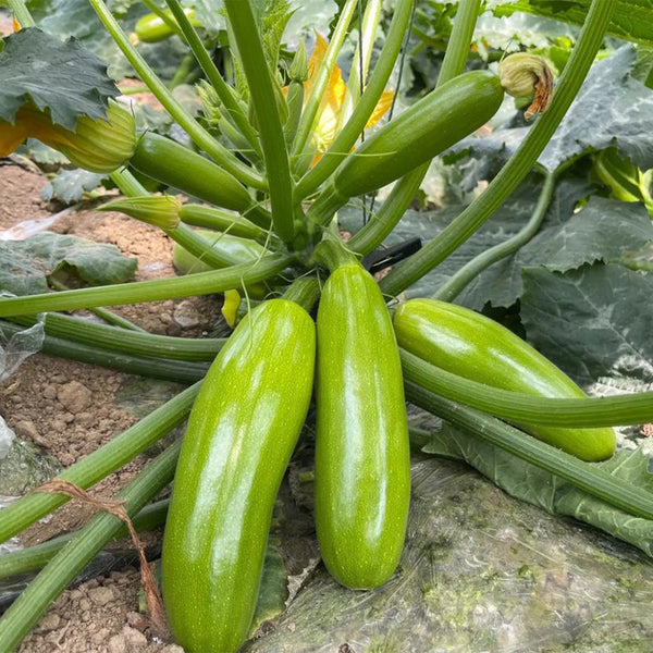 'Zaoqing No.1' Zucchini Seeds, 5g
