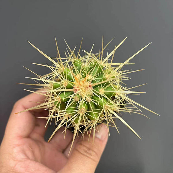 Echinocactus grusonii