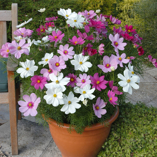 Hezhichun Mixed Color Cosmos, 1000 Seeds