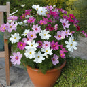 Hezhichun Mixed Color Cosmos, 1000 Seeds