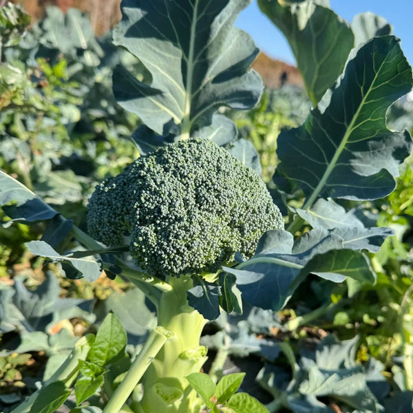GreenVigour 60 Broccoli Seeds, 1000 Seeds
