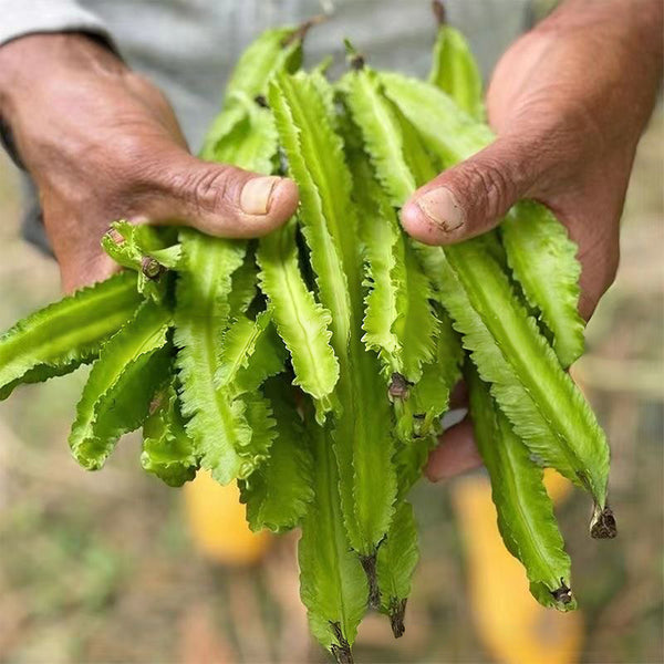 'Nongdianzan' Winged Bean, 10 Seeds