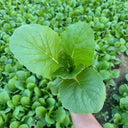 'Shenglv No.3' Fast-Growing Bok Choy Seeds, 20g