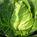 Oxheart Cabbage Seeds, 100 Seeds