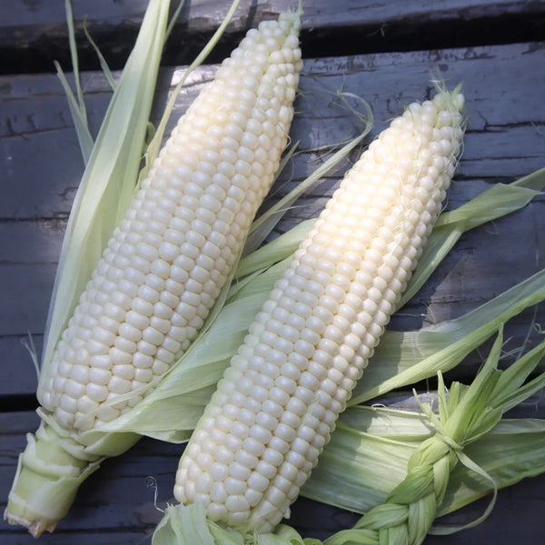 Jingbai Sweet-Waxy 968 Corn Seeds, 200g