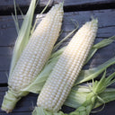 Jingbai Sweet-Waxy 968 Corn Seeds, 200g